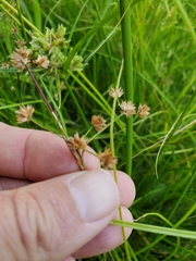 Juncus
