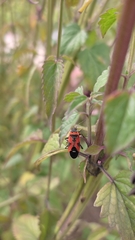 Lygaeus reclivatus