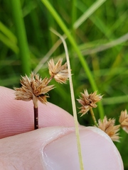 Juncus