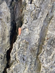 Gyponana gladia