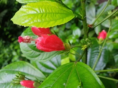 Malvaviscus arboreus