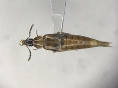 Lordithon scutellaris