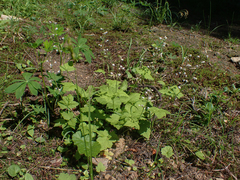 Tiarella trifoliata