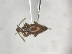Brachycepsis