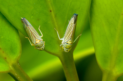 Cicadellinae