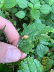 Succinea putris
