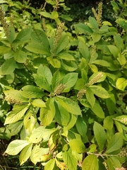 Clethra alnifolia
