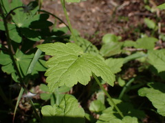Tiarella trifoliata