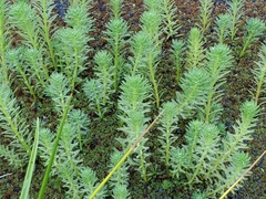 Myriophyllum aquaticum