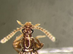 Brachycepsis