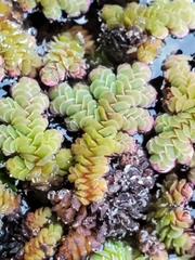 Azolla