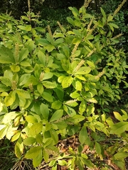 Clethra alnifolia