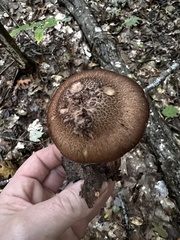 Cortinarius squamulosus