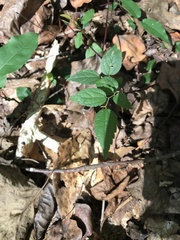 Endodeca serpentaria