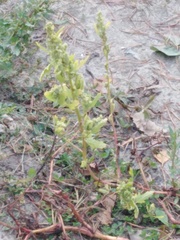 Chenopodium betaceum