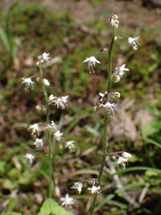 Tiarella trifoliata