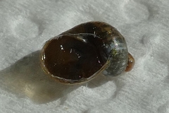 Succinella oblonga