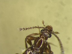 Brachycepsis