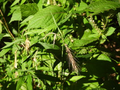Elymus virginicus