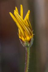 Osteospermum rigidum