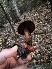 Cortinarius squamulosus