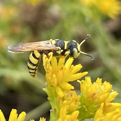 Philanthus ventilabris