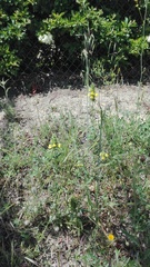 Bellardia trixago