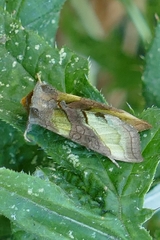 Diachrysia chrysitis