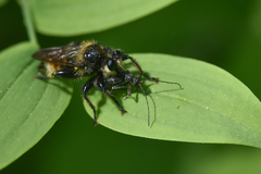 Laphria