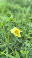 Potentilla recta