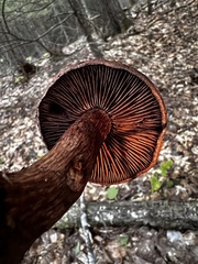 Cortinarius squamulosus