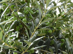 Olea europaea