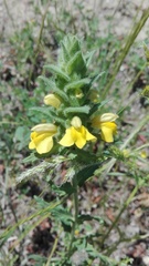 Bellardia trixago