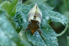 Diachrysia chrysitis