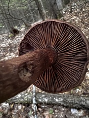 Cortinarius squamulosus