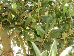 Olea europaea