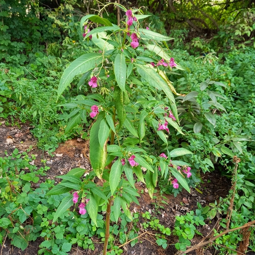 Žljezdasti nedirak (Impatiens glandulifera)