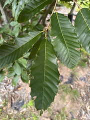 Castanea mollissima