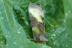 Diachrysia chrysitis