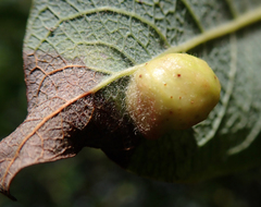 Euura pedunculi