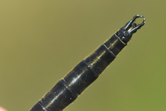 Somatochlora semicircularis