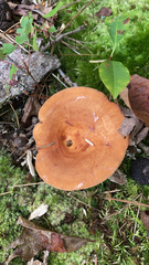 Lactifluus volemus