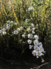 Symphyotrichum pilosum