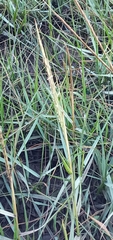 Sporobolus anglicus