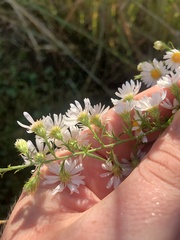 Symphyotrichum pilosum