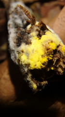 Hypomyces microspermus