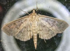 Herpetogramma aquilonalis