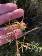 Symphyotrichum pilosum