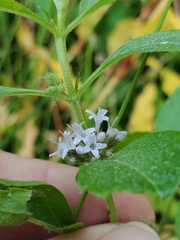 Mentha arvensis