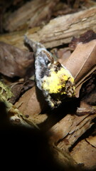 Hypomyces microspermus